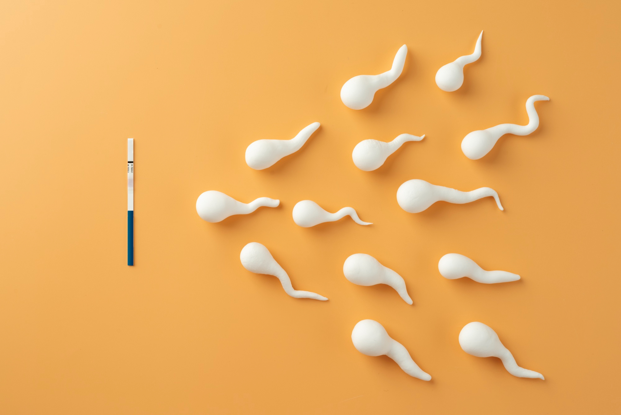 The best foods for increasing sperm count and motility - IVF Clinic  Stellart - Teplice, Czechia